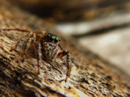 Spider bite during pregnancy