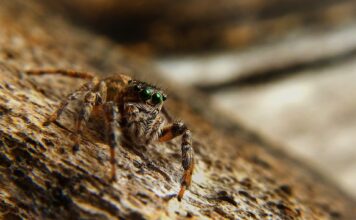 Spider bite during pregnancy